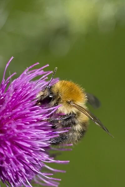 Carder Bee (Bombus spp) A type of bumble bee - Probably Bombus pascuorum - England - UK -Collecting nectar and pollen from thistle blossoms - Makes an above-ground ball-shaped nest of moss-grass