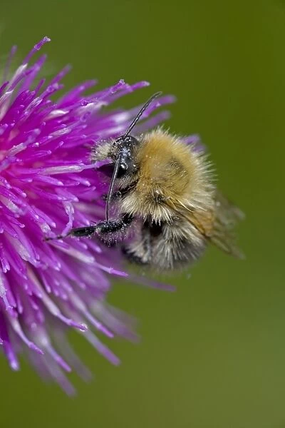 Carder Bee - A type of bumble bee - Probably Bombus pascuorum - England - UK -Collecting nectar and pollen from thistle blossoms - Makes an above-ground ball-shaped nest of moss-grass and leaves which they weave or card together