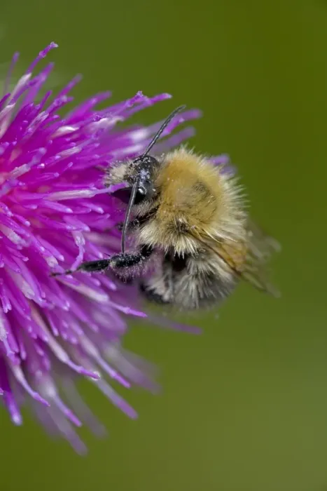 Framed Print : Carder Bee - A type of bumble bee - Probably Bombus pascuorum - England - UK -Collecting nectar and pollen from thistle blossoms - Makes an above-ground ball-shaped nest of moss-grass and leaves which they weave or card together Framed Print : Carder Bee - A type of bumble bee - Probably Bombus pascuorum - England - UK -Collecting nectar and pollen from thistle blossoms - Makes an above-ground ball-shaped nest of moss-grass and leaves which they weave or card together