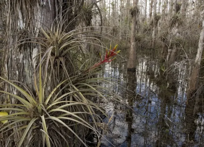 Framed Print : Cardinal Airplant, Florida bromeliad / Wild-pine. Attractive, large epiphytic bromeliad, also grown in gardens. Endangered by over-collection. USA Framed Print : Cardinal Airplant, Florida bromeliad / Wild-pine. Attractive, large epiphytic bromeliad, also grown in gardens. Endangered by over-collection. USA