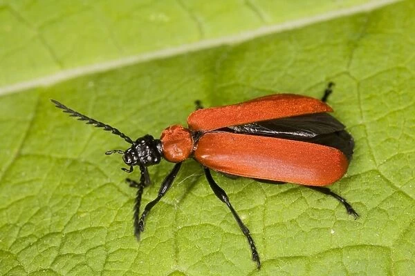 Cardinal Beetle (Pyrochroa coccinea). Larvae live in old wood, such as stumps. Widespread but declining in UK