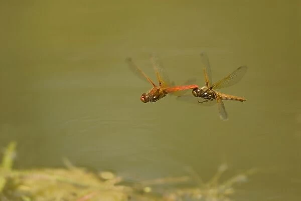 Cardinal Meadowhawk - male towing female during mating activities. Summer. Pacific Northwest. _A2A5836