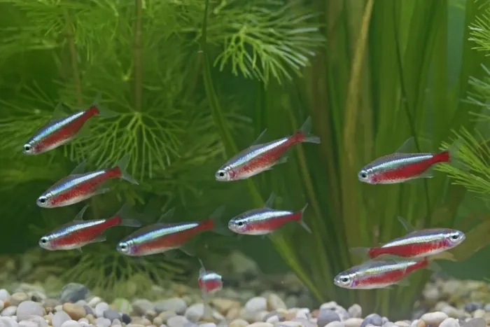 Framed Print : Cardinal Tetra – small shoal by weeds Dist:s America UK Framed Print : Cardinal Tetra – small shoal by weeds Dist:s America UK