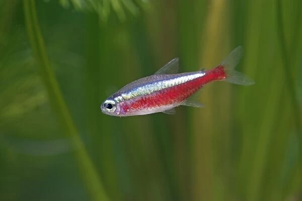 Cardinal Tetra – side view by weeds, s America UK