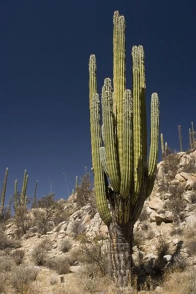 Cardon cactus in the cactus-rich part of the Sonoran desert on the west side of Baja California; largest cactus in the world
