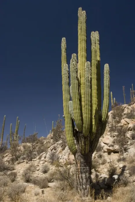 Framed Print : Cardon cactus in the cactus-rich part of the Sonoran desert on the west side of Baja California; largest cactus in the world Framed Print : Cardon cactus in the cactus-rich part of the Sonoran desert on the west side of Baja California; largest cactus in the world