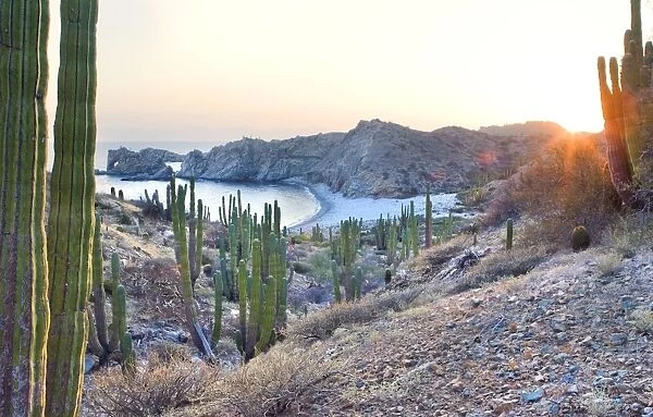 Cardon Cactus - forest at sunset - Isla Santa Catalina, Baja California, Mexico - *Largest cactus in the world