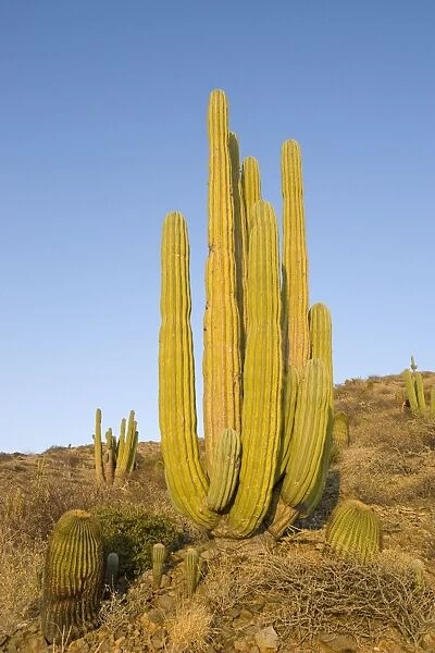 Cardon Cactus and Giant Barrel Cactus (Echinocactus platyacanthus) - Isla Santa Catalina - Baja California - Mexico - *Cardon cactus is the largest cactus in the world