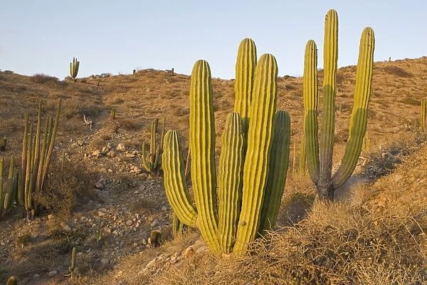 Cardon Cactus - Isla Santa Catalina, Baja California, Mexico - *Largest cactus in the world