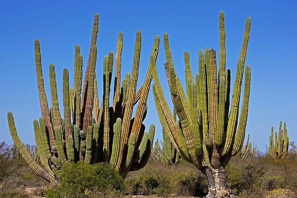 Cardon Cactus - resembles saguaro in growth form but is much more massive - Develops thick trunk and the branches are closer to the ground and often more numerous than saguaro - May exceed 60 feet tall - Occurs in most of Baja California-on