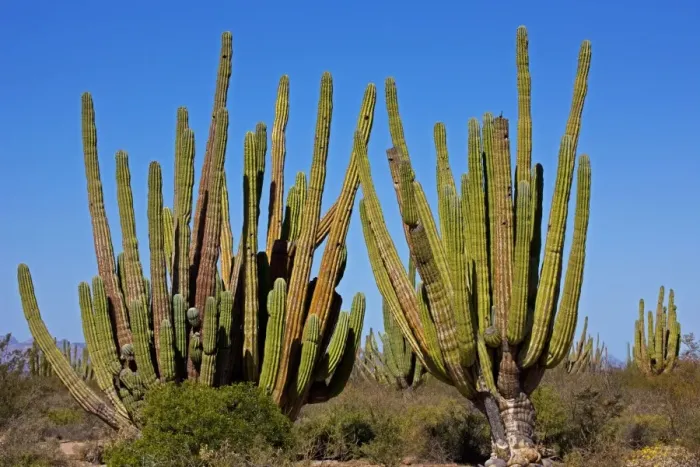 Framed Print : Cardon Cactus - resembles saguaro in growth form but is much more massive - Develops thick trunk and the branches are closer to the ground and often more numerous than saguaro - May exceed 60 feet tall - Occurs in most of Baja California-on Framed Print : Cardon Cactus - resembles saguaro in growth form but is much more massive - Develops thick trunk and the branches are closer to the ground and often more numerous than saguaro - May exceed 60 feet tall - Occurs in most of Baja California-on