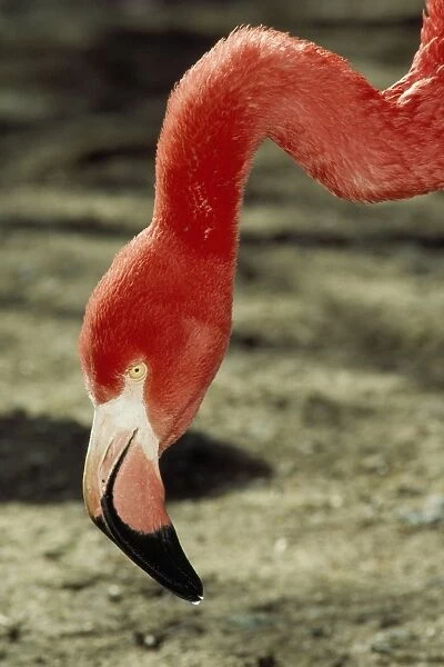 Caribbean Flamingo Caribbean & South USA