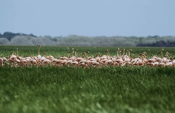 Caribbean flamingo  - feeding in seasonal swap - Venezuela