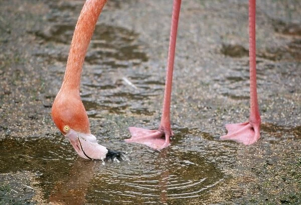 Caribbean Flamingo KF 7655 Shows feeding action Phoenicoptrus r. ruber © Kenneth W. Fink ARDEA LONDON