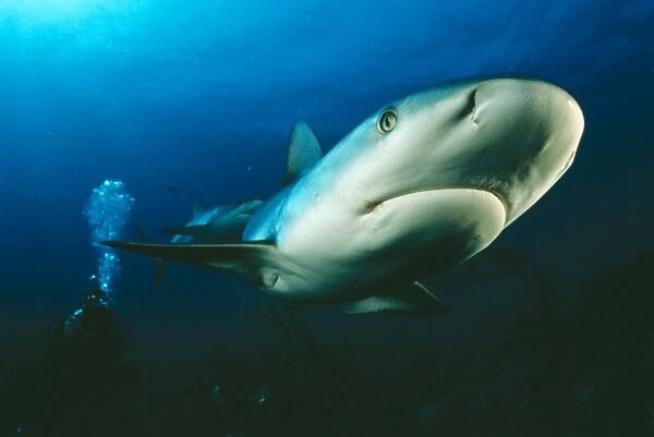 Caribbean Reef SHARK - being filmed by diver, Ron Taylor
