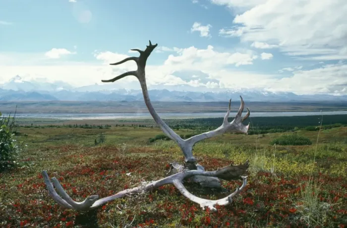 Framed Print : Caribou / Reindeer - antlers on autumn Tundra. Denali National Park, USA Framed Print : Caribou / Reindeer - antlers on autumn Tundra. Denali National Park, USA