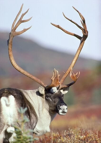 Caribou  /  Reindeer - bull