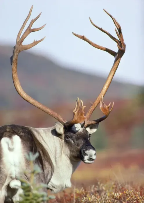 Framed Print : Caribou / Reindeer - bull Framed Print : Caribou / Reindeer - bull