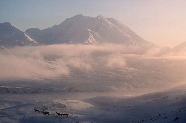 Caribou Reindeer Mount. Mckinley, Alaska