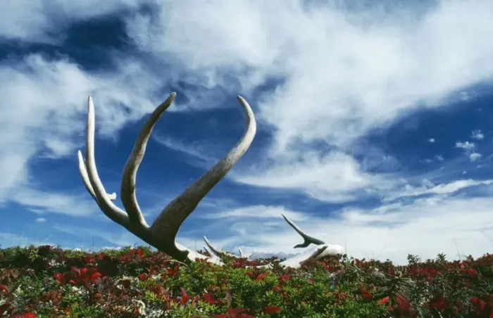 Framed Print : Caribou / Reindeer - shed antlers Denali National Park, USA Framed Print : Caribou / Reindeer - shed antlers Denali National Park, USA