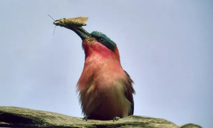 Framed Print : Carmine Bee-eater CRH 959 M With moth in beak - Okavango, Botswana Merops nubicoides © Chris Harvey / ardea. com Framed Print : Carmine Bee-eater CRH 959 M With moth in beak - Okavango, Botswana Merops nubicoides © Chris Harvey / ardea. com