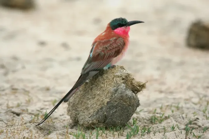 Framed Print : Carmine Bee-Eater - On dung ball Hwange National Park, Zimbabwe, Africa Framed Print : Carmine Bee-Eater - On dung ball Hwange National Park, Zimbabwe, Africa