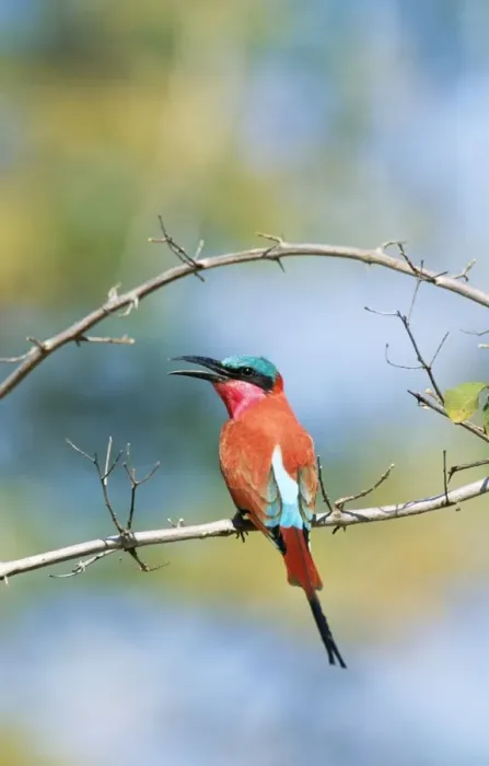 Framed Print : Carmine Bee-eater Perched on branch South Luangwa National Park, Zambia