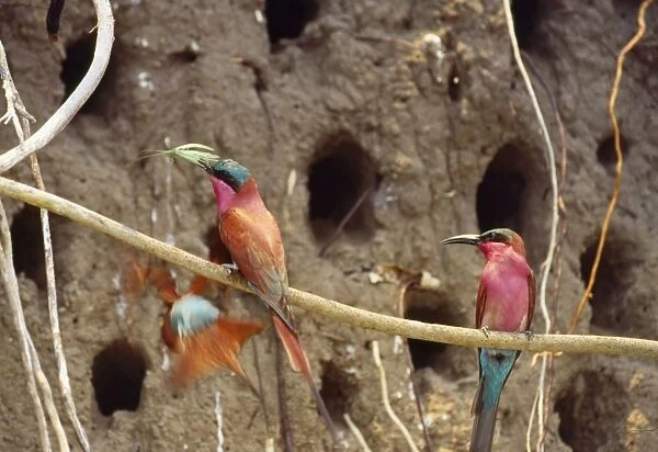Carmine Bee-eaters - nesting Botswana