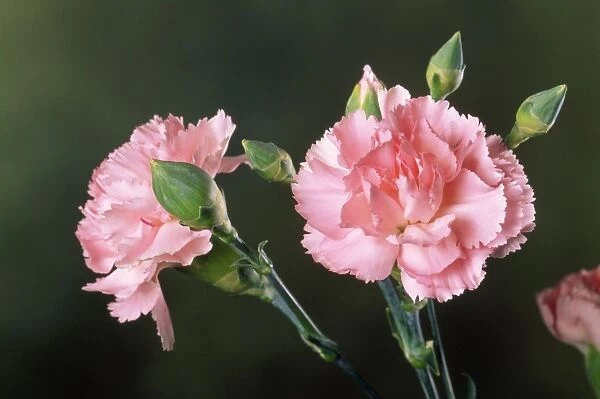 Carnation. PPG-1057. Carnation. Dianthus caryophyllus