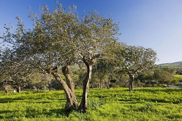 Carob orchard - near Akamas, Greek Cyprus (south)