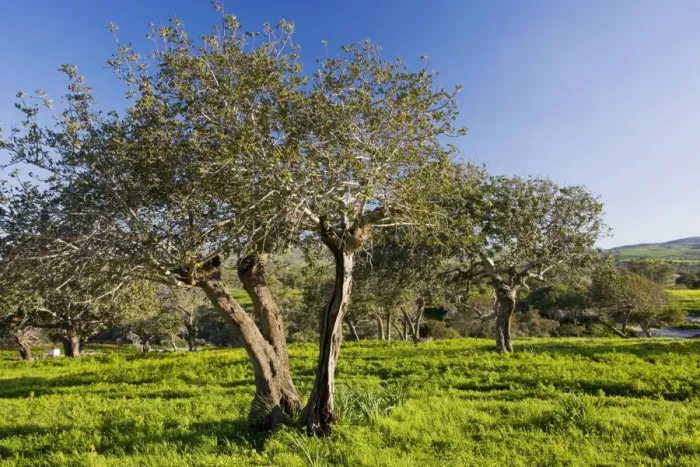 Framed Print : Carob orchard - near Akamas, Greek Cyprus (south) Framed Print : Carob orchard - near Akamas, Greek Cyprus (south)