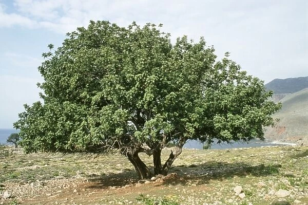 Carob Tree - fodder & food tree Crete