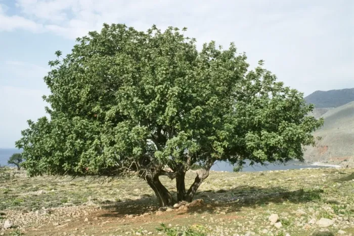 Framed Print : Carob Tree - fodder & food tree Crete Framed Print : Carob Tree - fodder & food tree Crete