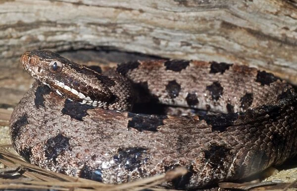 Carolina Pigmy Rattlesnake - Eastern United States