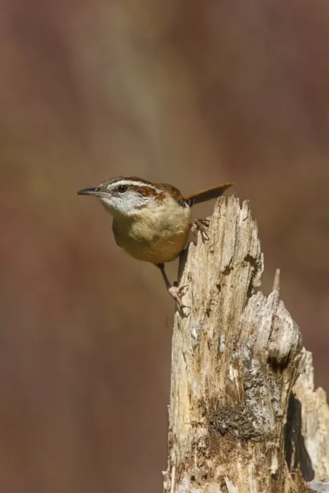 Framed Print : Carolina Wren Framed Print : Carolina Wren