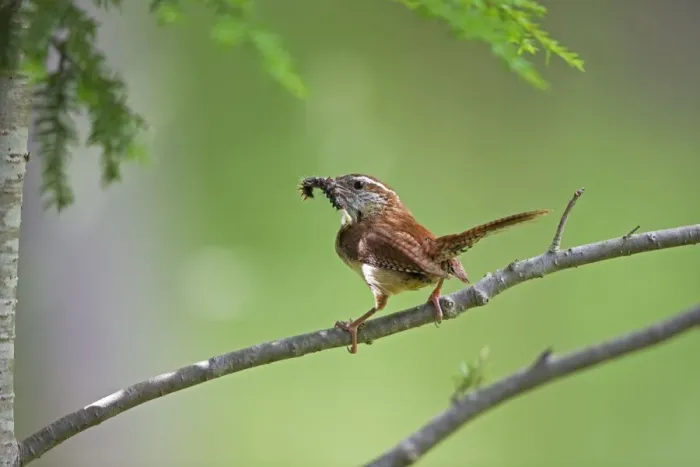 Framed Print : Carolina Wren - New York - Perched on branch holding caterpillar in beak Framed Print : Carolina Wren - New York - Perched on branch holding caterpillar in beak
