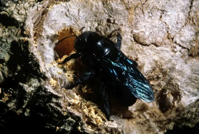 Framed Print : Carpenter Bee Framed Print : Carpenter Bee