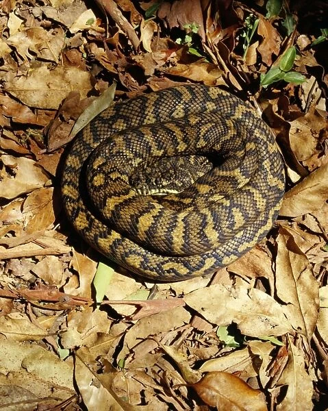 Carpet Python - Sunning on a rainforest track, Lamington National Park, southern Queensland, Australia JPF08898