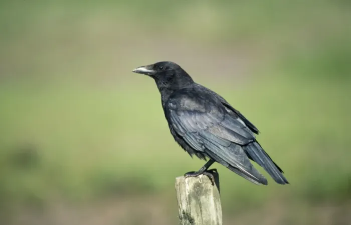 Framed Print : Carrion Crow Framed Print : Carrion Crow