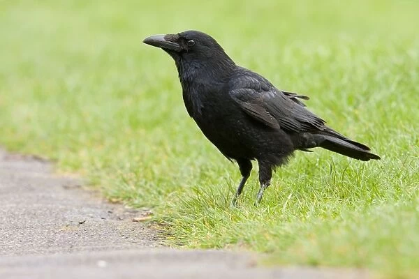 Carrion Crow - adult perching on grass - Wiltshire - England - UK