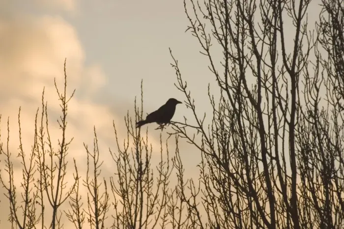 Framed Print : Carrion Crow On bare branches of tree London UK Framed Print : Carrion Crow On bare branches of tree London UK