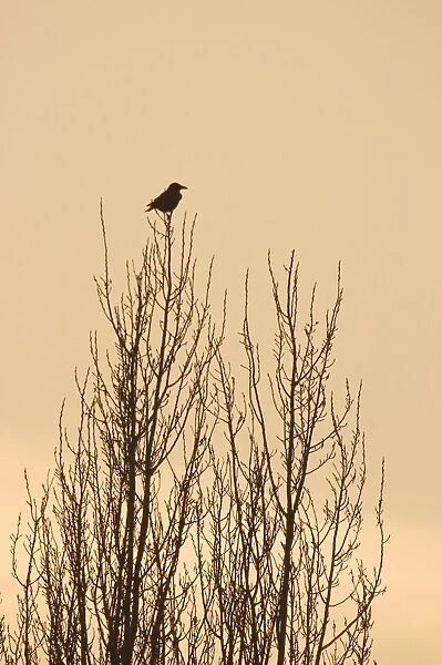 Carrion Crow On bare branches of tree London UK
