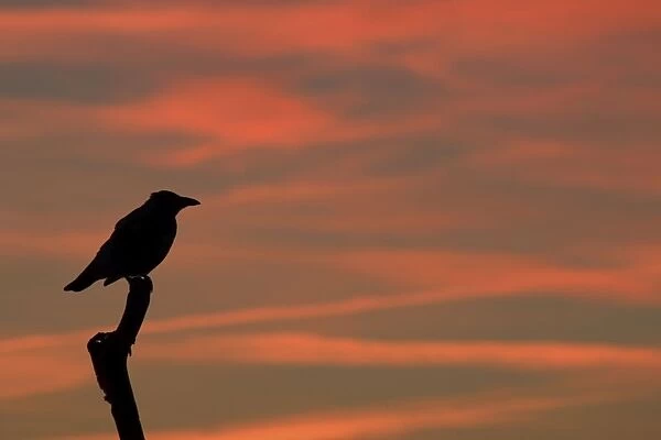 Carrion Crow on branch at sunset