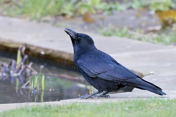 Carrion Crow - drinking at garden pond - Lincolnshire - UK