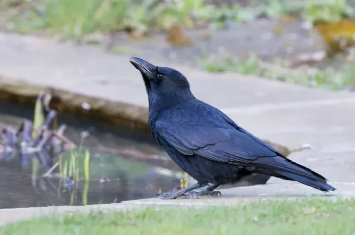 Framed Print : Carrion Crow - drinking at garden pond - Lincolnshire - UK Framed Print : Carrion Crow - drinking at garden pond - Lincolnshire - UK