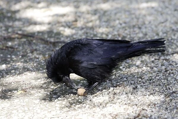 Carrion Crow eating a walnut (genus Juglans)