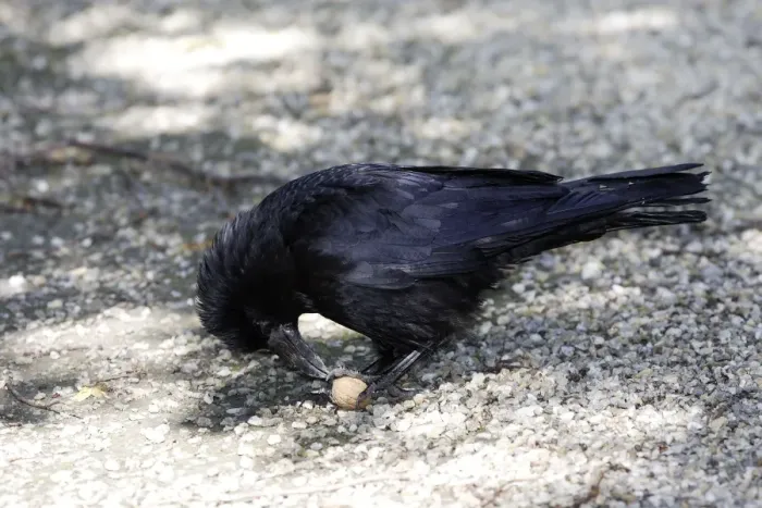 Framed Print : Carrion Crow eating a walnut (genus Juglans) Framed Print : Carrion Crow eating a walnut (genus Juglans)