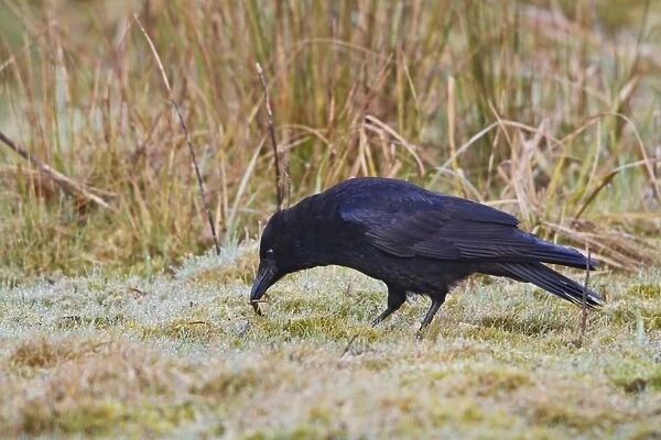 Carrion Crow - feeding early morning - Bedfordshire UK 9466