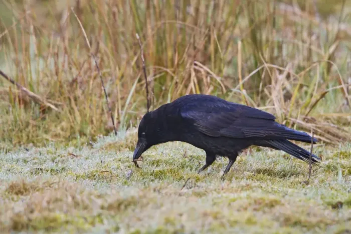 Framed Print : Carrion Crow - feeding early morning - Bedfordshire UK 9466 Framed Print : Carrion Crow - feeding early morning - Bedfordshire UK 9466