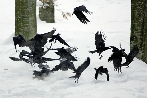 Carrion Crow - flock flying off animal carcass in winter